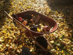 Wheelbarrow full of severed limbs