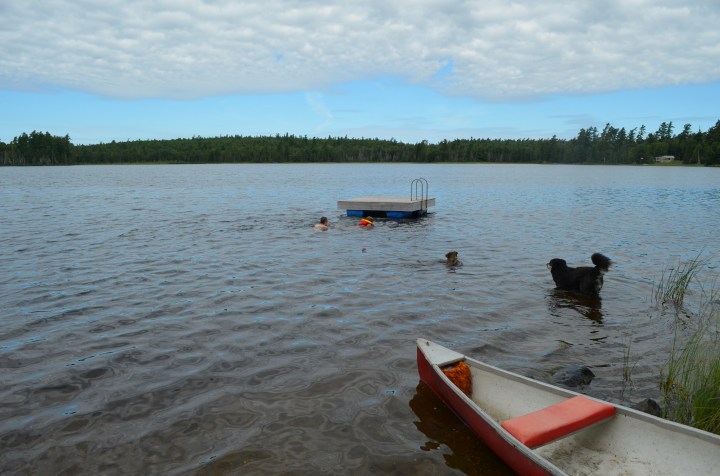 Kids swimming in the river with the dogs
