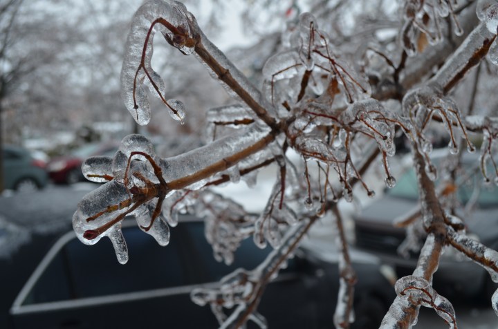 tree branch in our yard