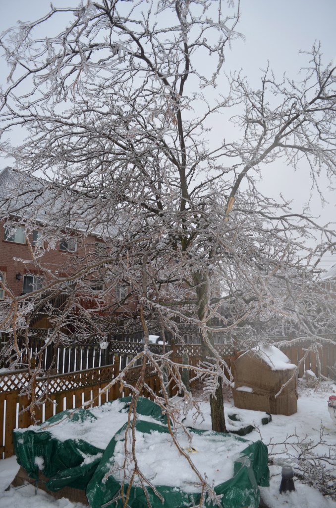 The tree in our backyard