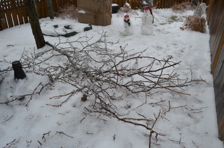 Branch that fell off of tree