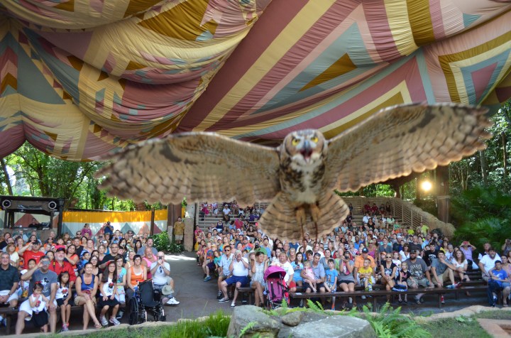 Owl just as he passes my head.