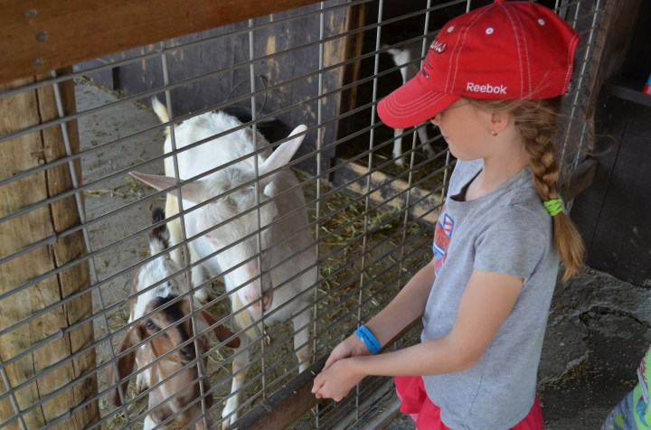Abby feeding some goats