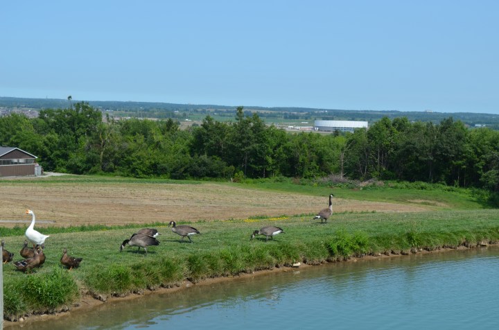 Some geese hanging out near the pond