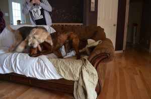 Merlin and Marley wrestling.