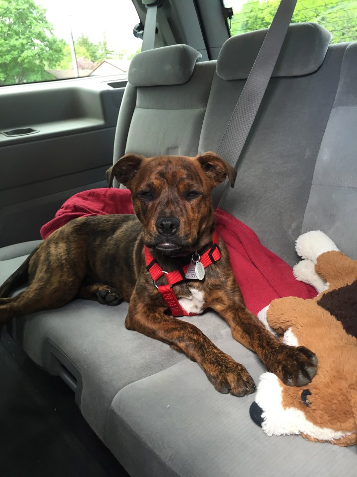 Marley on the ride home