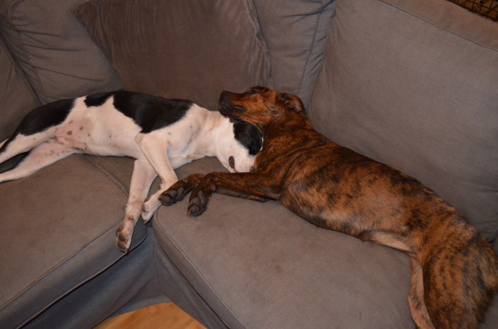 Marley &amp; Lindy (Fall 2015)