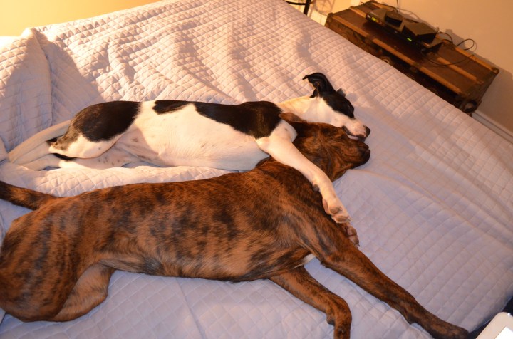 Marley &amp; Lindy (Fall 2015)