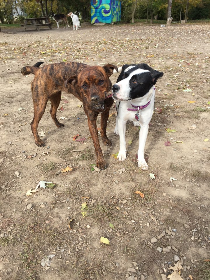 Marley &amp; Lindy (Fall 2015)